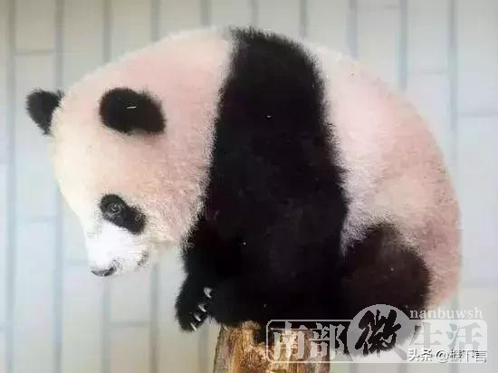 中国大熊猫“香香”在日本活成“公主”！日本人还不想还了！