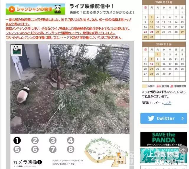 中国大熊猫“香香”在日本活成“公主”！日本人还不想还了！